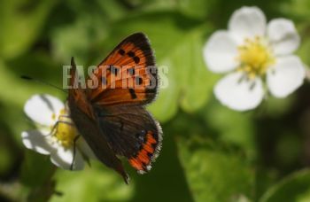 EA321178, Eastpress , Porvoo, Finland